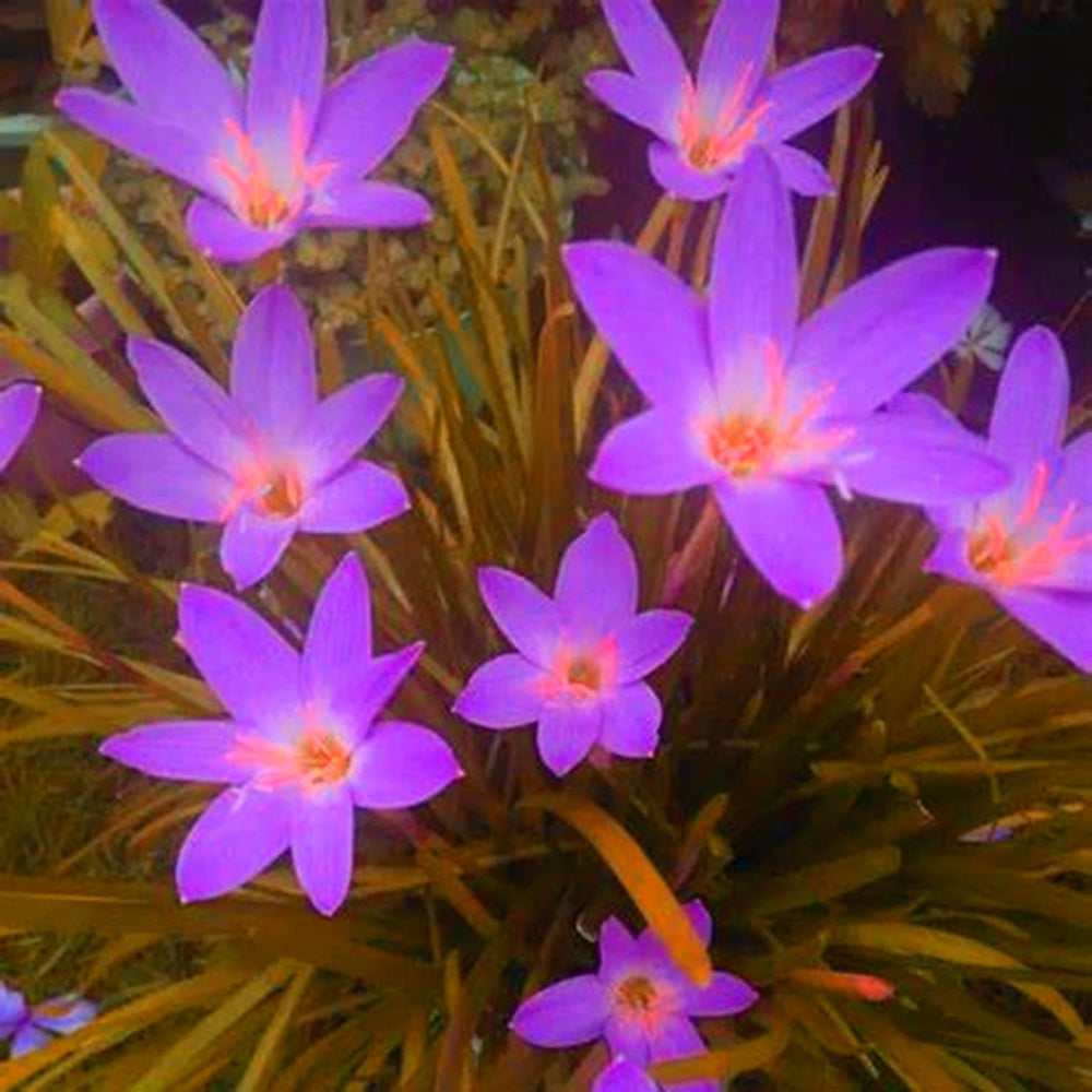 Amestec de bulbi de flori, Bec magic misterios, Plantare rezistentă, Bulb de flori perene rezistent la iarnă, Bulbi rezistenți - 3 bulbi de orhidee