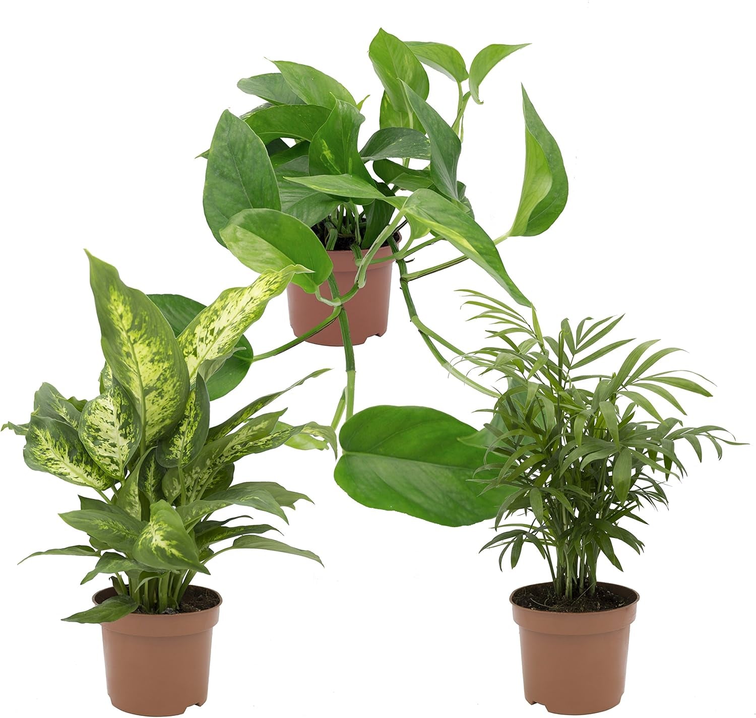 , Zimmerpflanzen Tropic-Trio, Efeutute, Zimmerpalme Und Dieffenbachia