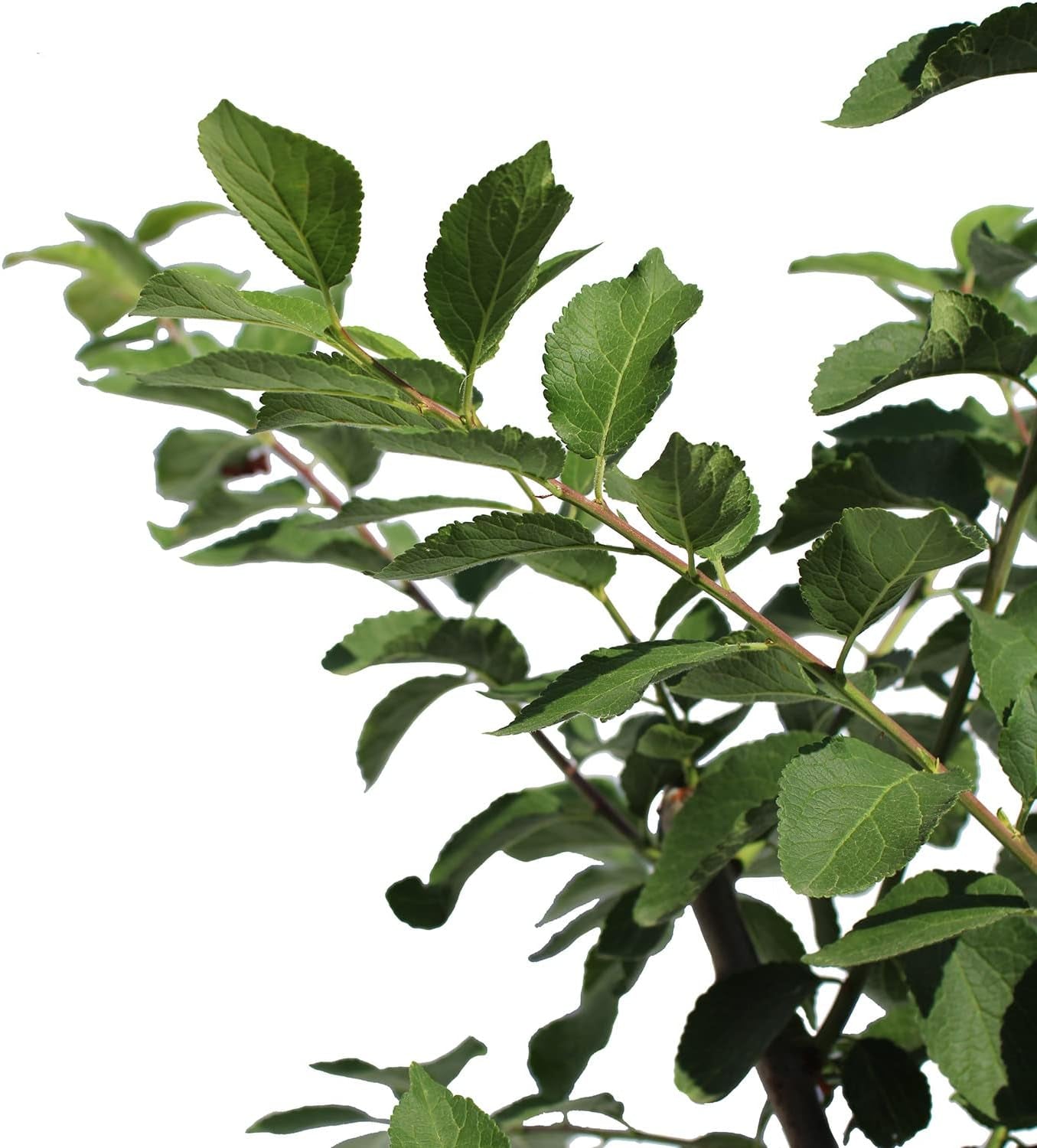 KENTIS – Pflaume Pflanzen – Plum Mirabelle De Nancy – Echte Outdoor Pflanzen – Garten Obstbaum – Obstpflanzen – Topf Ø 28 Cm