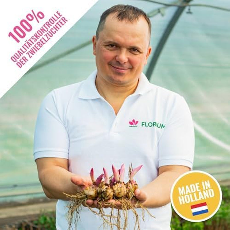 Colecția de bulbi de crini gigantici (15 bulbi de flori), 5 soiuri parfumate, 5 din fiecare culoare, amestec peren rezistent din Olanda pentru grădină (bulbi mari, fără semințe)