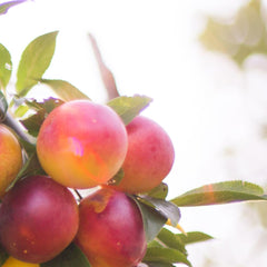 Pflaumen Autumn Giant - Obstpflanze Alte Frucht Auf Blumentopf 20 Baum Max 170 Cm – 2 Jahre Anbau Italien