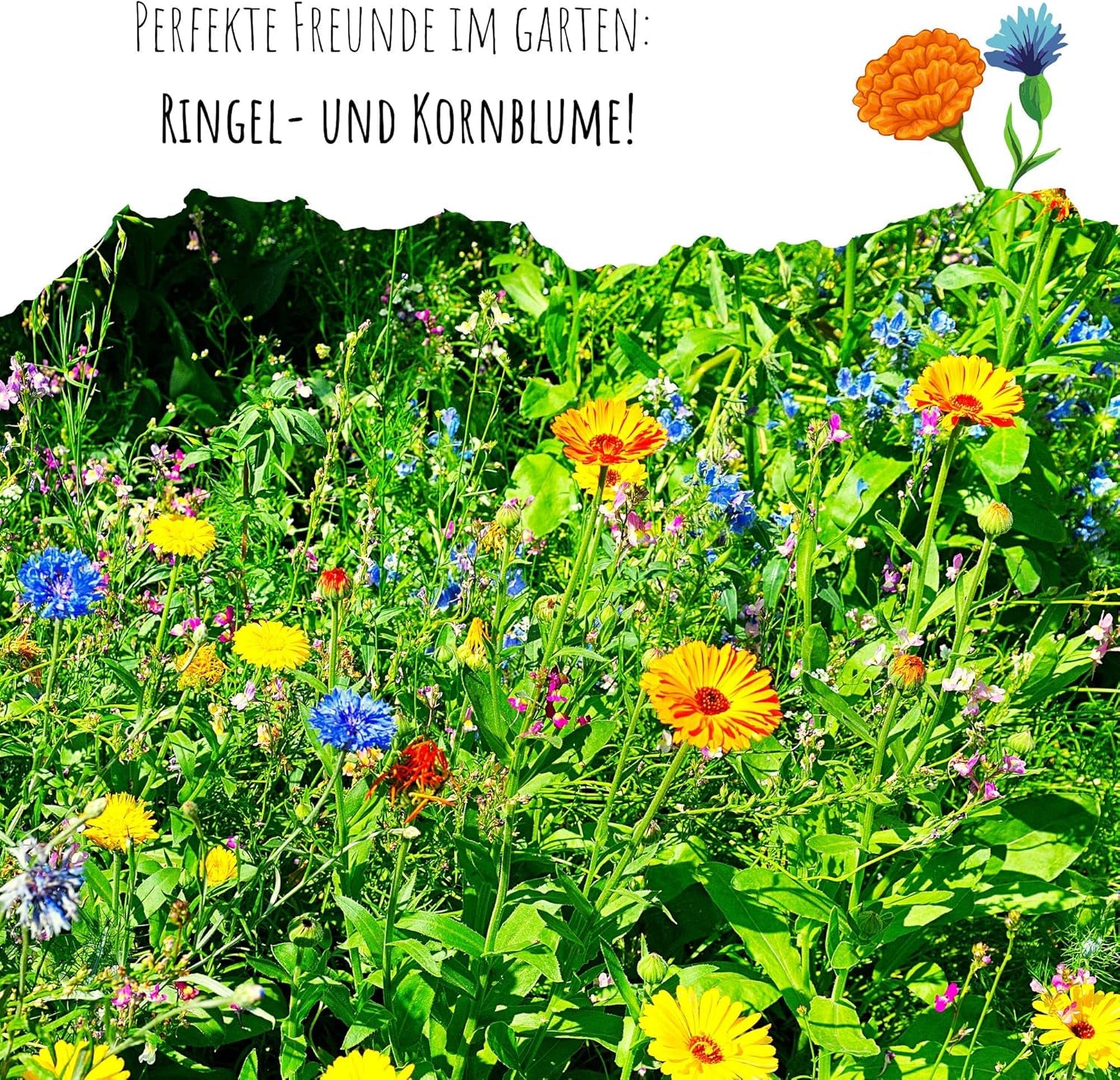 Semințe de gălbenele (Calendula officinalis) - Plantă medicinală versatilă cu flori comestibile și ideală pentru o pajiște cu flori colorate (Abendrot)