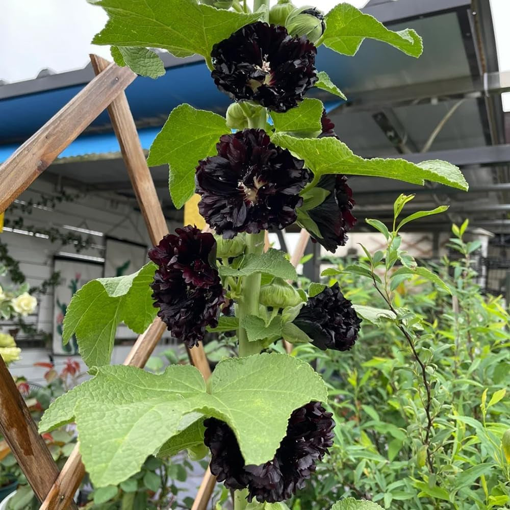 Stockrosen Bio, Mehrjährig Winterhart Exotische Indoor Dekoration Wohnzimmer 600Samen