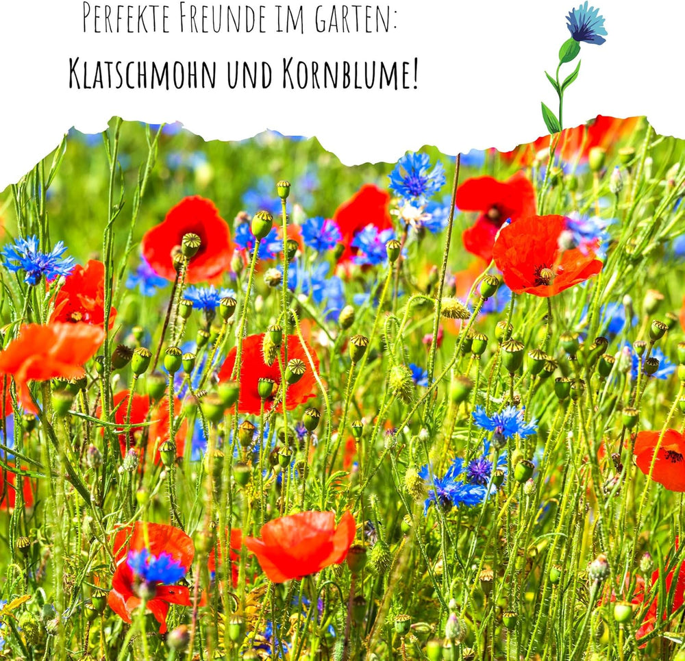 Semințe de albăstrele (Centaurea cyanus) - Flori frumoase și vibrante, cu o perioadă lungă de înflorire, pentru o pajiște cu flori colorate (Mix, 1000 de semințe, 80 cm)