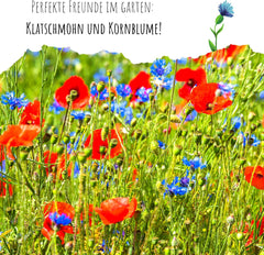 Semințe de albăstrele (Centaurea cyanus) - Flori frumoase și vibrante, cu o perioadă lungă de înflorire, pentru o pajiște cu flori colorate (Mix, 1000 de semințe, 80 cm)