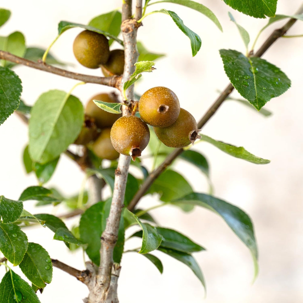 KENTIS - Birnenbonsai - Pyrus Domestica - Echter Dekorativer Freilandbonsai - Echte Obstpflanzen - H 43-50 Cm Topf Ø 21 Cm