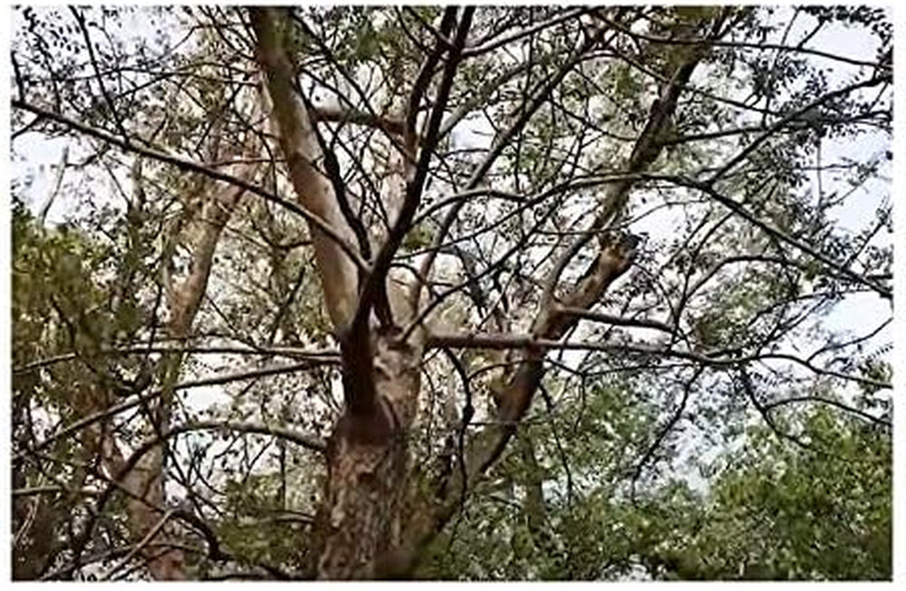 Stk - 3X Sclerocarya Birrea Marula Baum Elefantenbaum Pflanzen - Samen ID218 -