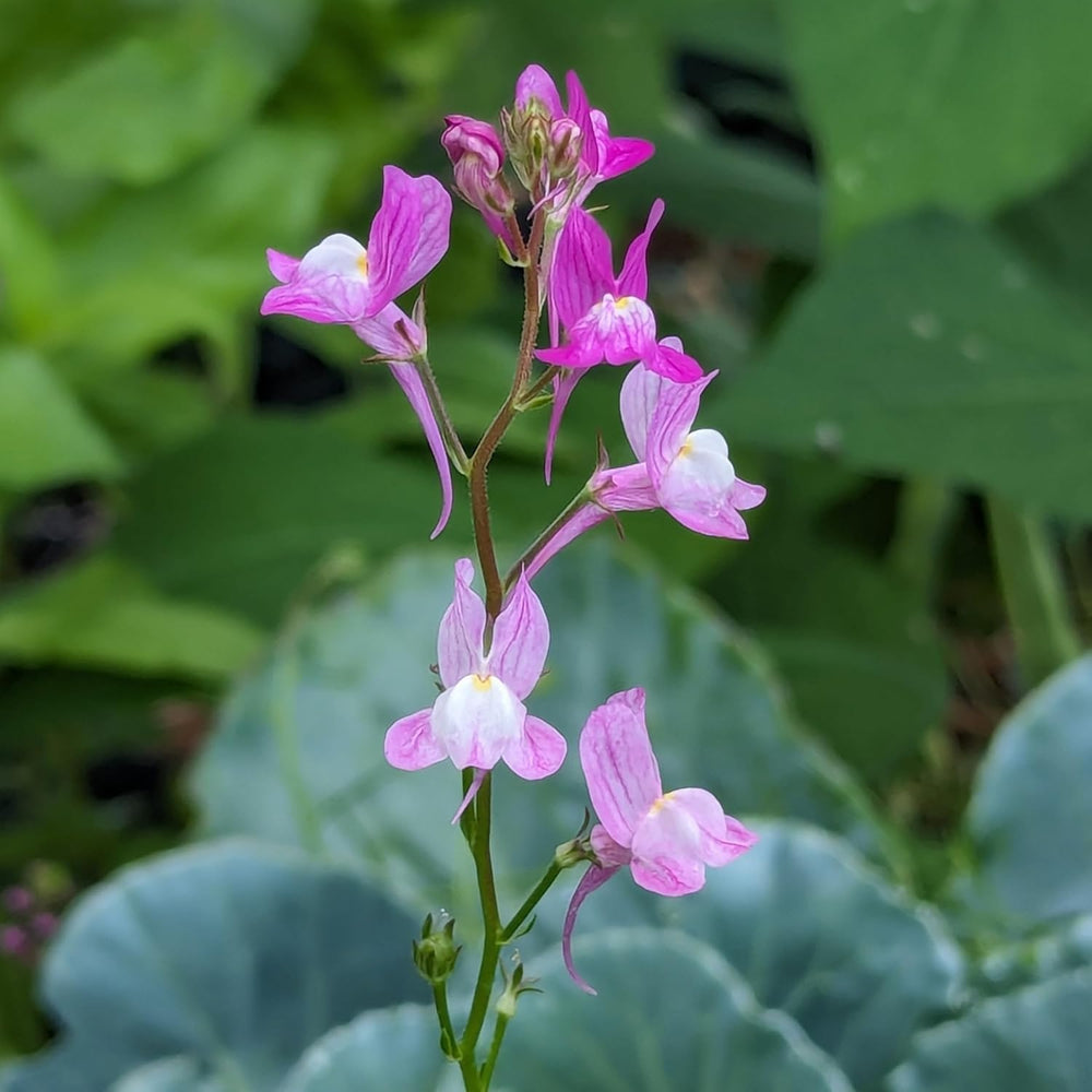 Lină marocană (Linaria maroccana) aprox. 2000 de semințe ale florii anuale de vară, floare tăiată cu înflorire îndelungată