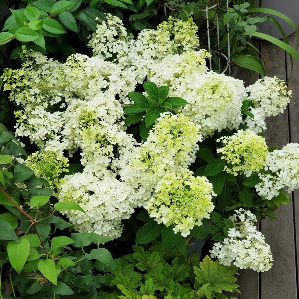 Rispenhortensie Wildblumen Exotische Blumenbeet Hydrangea Paniculata Frühlingsblume Winterharte Kübelpflanzen Bio Balkon Blumendeko Kletterpflanzen Steingartenpflanzen Balkon 100Samen