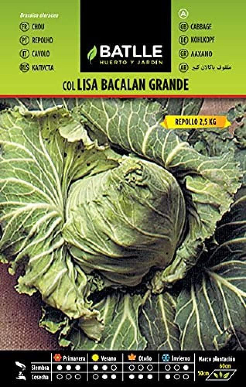 Batlle Gemüsesamen - Früh Wirsingkohl - 7 Wochen Rapit (3000 Samen)