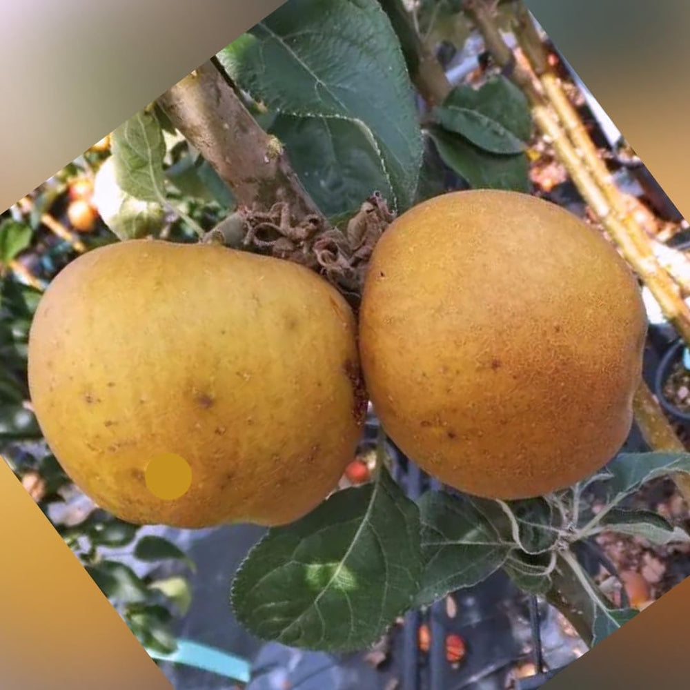 Apfelbaum Golden Ruggine – Antike Sorte, Topf Ø 26 Cm, Max. Wuchshöhe 180 Cm Alter: 4 Jahre – Italienische Baumschule
