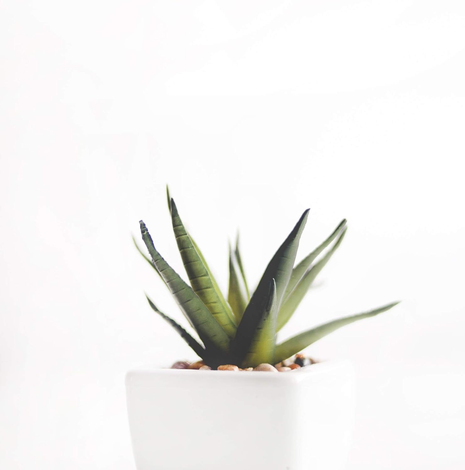 1L Lewatit HD-50, granule de îngrășământ hidroponic de înaltă calitate, pe termen lung, perfect pentru toate plantele ornamentale, efect pe termen lung de până la 6 luni