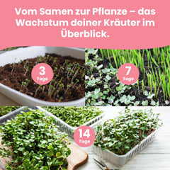 LERAVA Kräutersamen Set – 12 Sorten: Basilikum Samen, Petersilie Samen, Koriander, Oregano & mehr – Saatgut für frische Kräuter im Garten oder Topf, Premium Samen für Küche & Balkon - Samen set, seeds