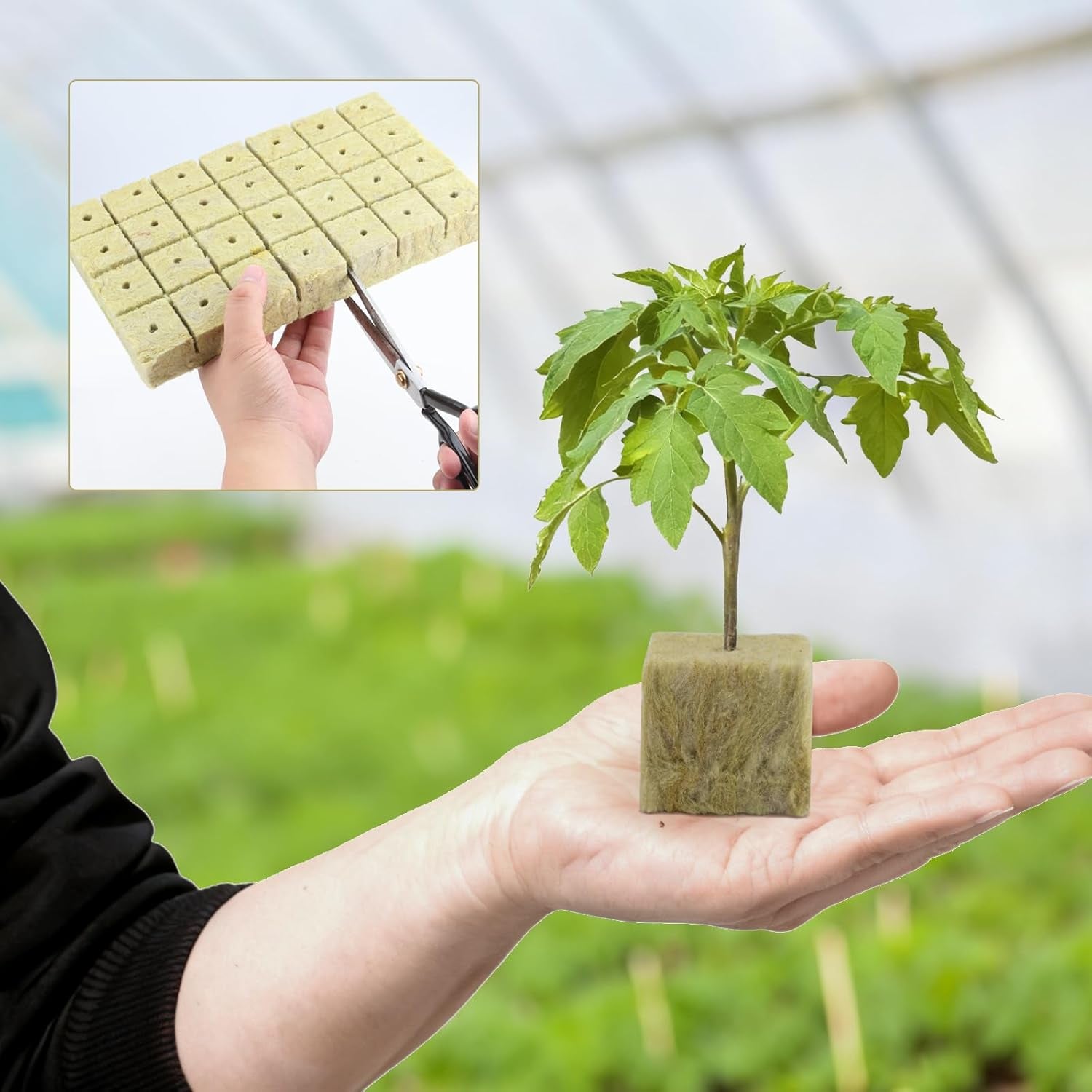 100 cuburi din vată de rocă pentru înmulțire, 25x25x25 mm, cu mănuși, izolație din vată de rocă, cuburi de înmulțire Easy Plug, cuburi din vată de rocă pentru hidroponie, butași, înmulțire fără sol