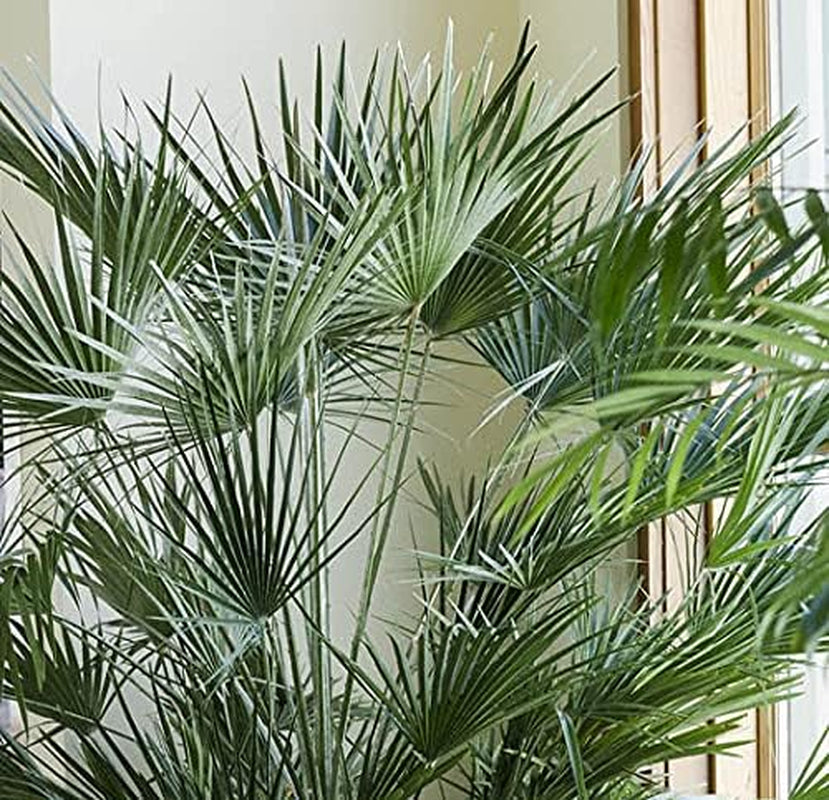 Bloomique - 2Er Set - Chamaerops Humilis - Europäische Zwergpalme - Palmen Winterhart Draußen - Höhe 50-60 Cm - Topf 15 Cm
