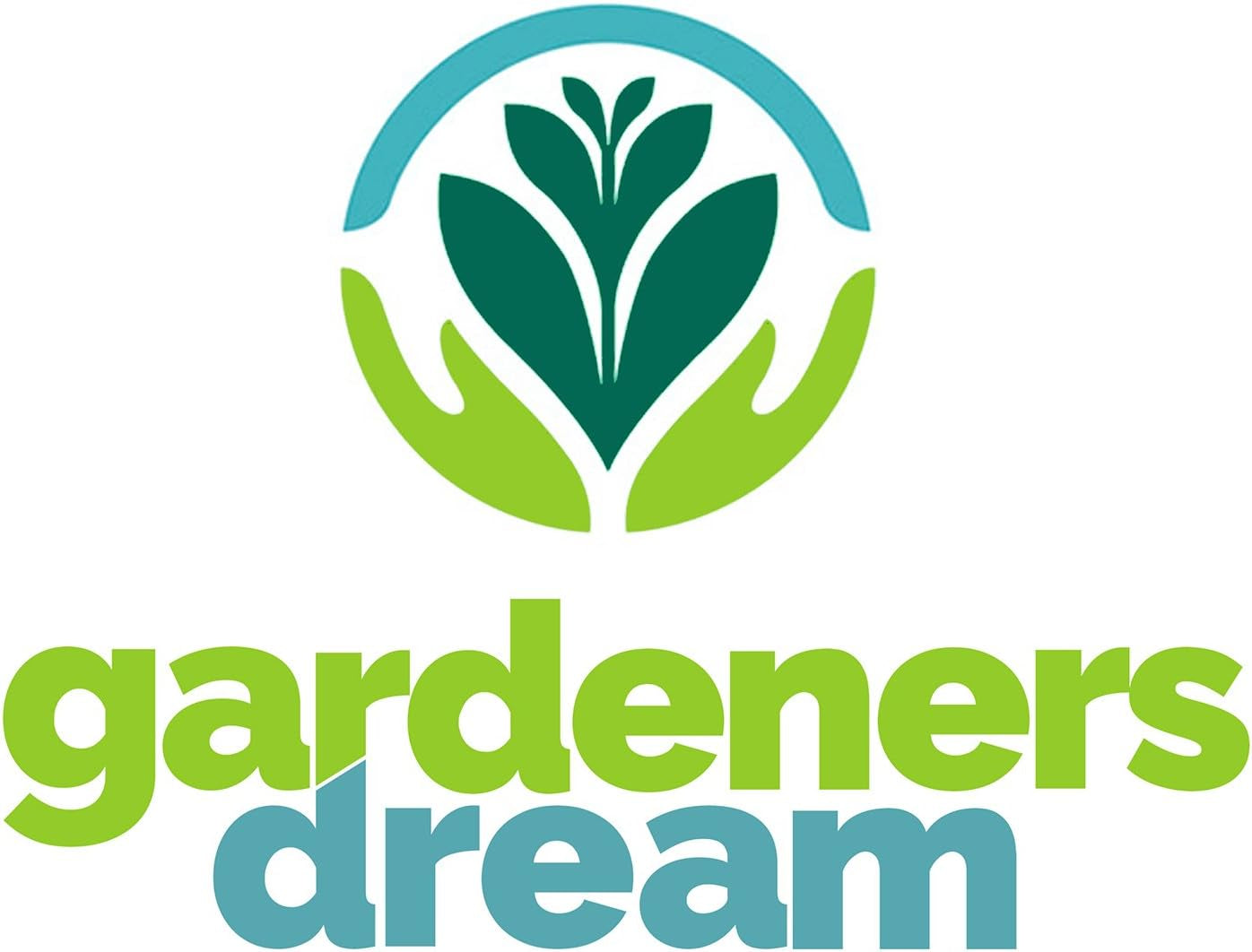 Visul grădinarilor: 4 plante Tillandsia reale - 4 plante de aer Tillandsia reale - Plante de terariu - Plante decorative pentru terariu - Plante de apartament care purifică aerul - Plante decorative - Plante reale