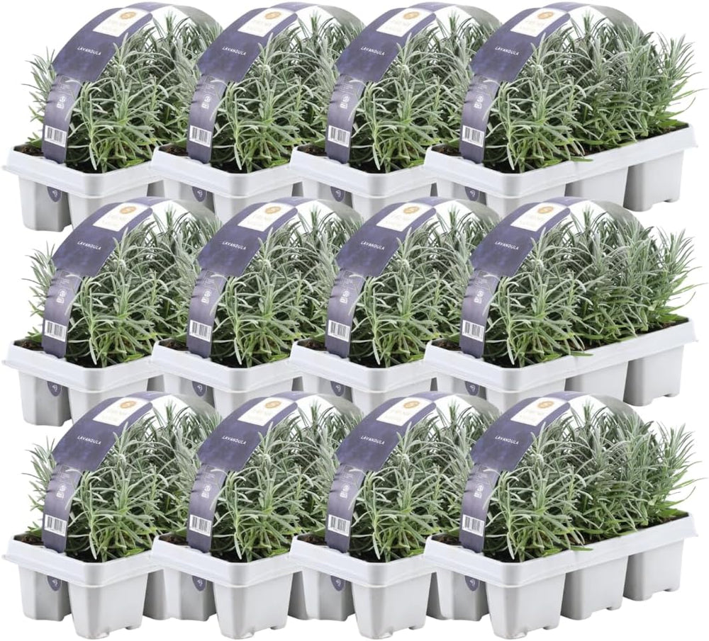 Plants by Frank | 24 Blauer Duft-Lavendel Pflanzen | Lavendel Angustifolia | Echter Lavendel Pflanze Winterhart Mehrjährig | Lavendelstrauch | Gartenpflanzen | 24 X Ø7 Cm - 15 Cm