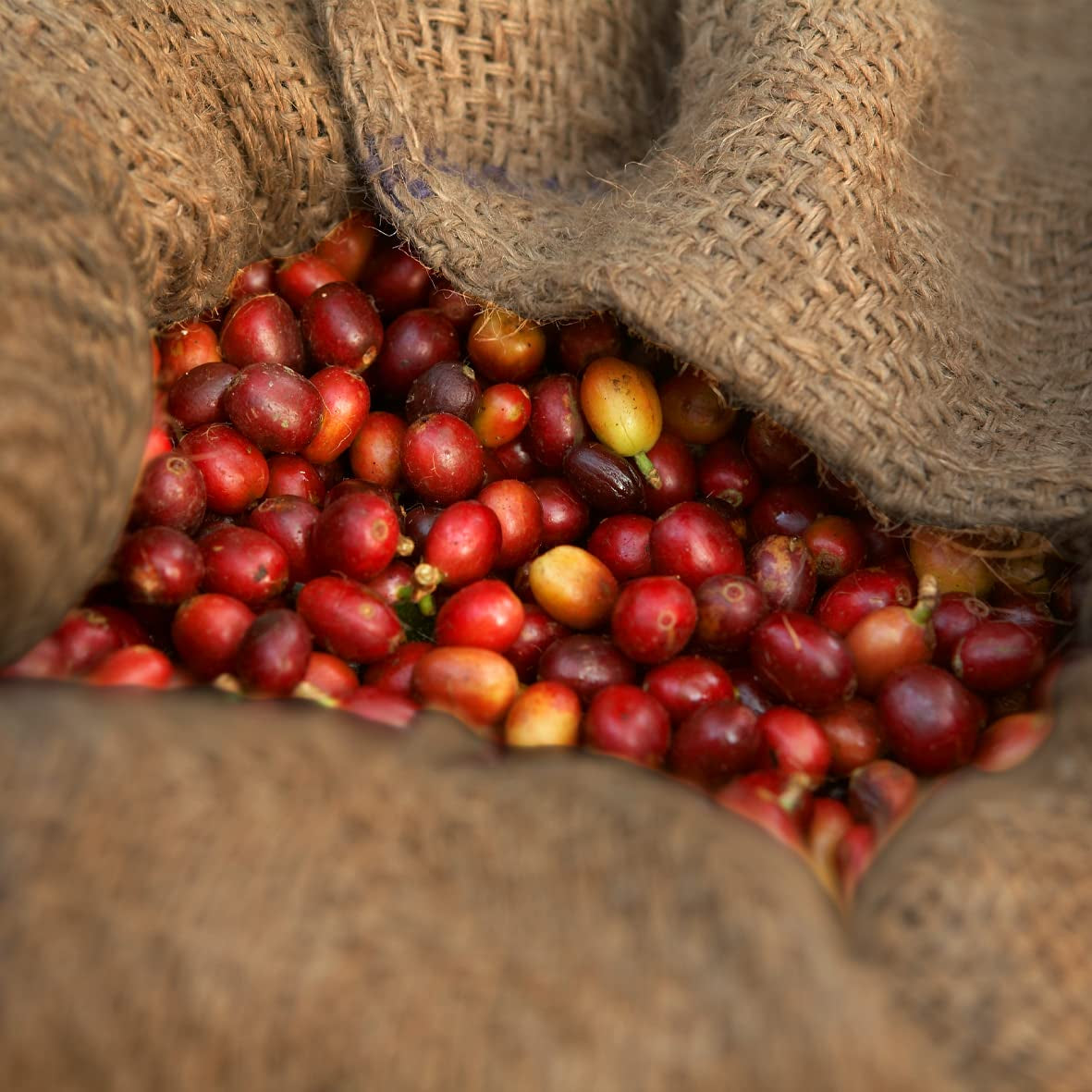 - Mocha 1000g | Cafea tare pentru Schümli și espresso de la aparate complet automate | Boabe de cafea prăjite integral | Cu 90% boabe Arabica