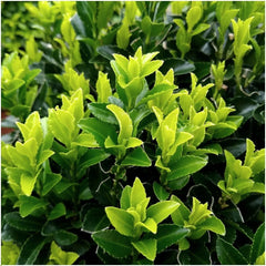 Plants by Frank | 48 Grüne Spindelstrauch Heckenpflanzen | Euonymus Japonicus 'Green Spire' | Japanischer Spindelstrauch | Buchsbaum Ersatz | Winterhart | Immergrüne Hecke | Gartenpflanzen