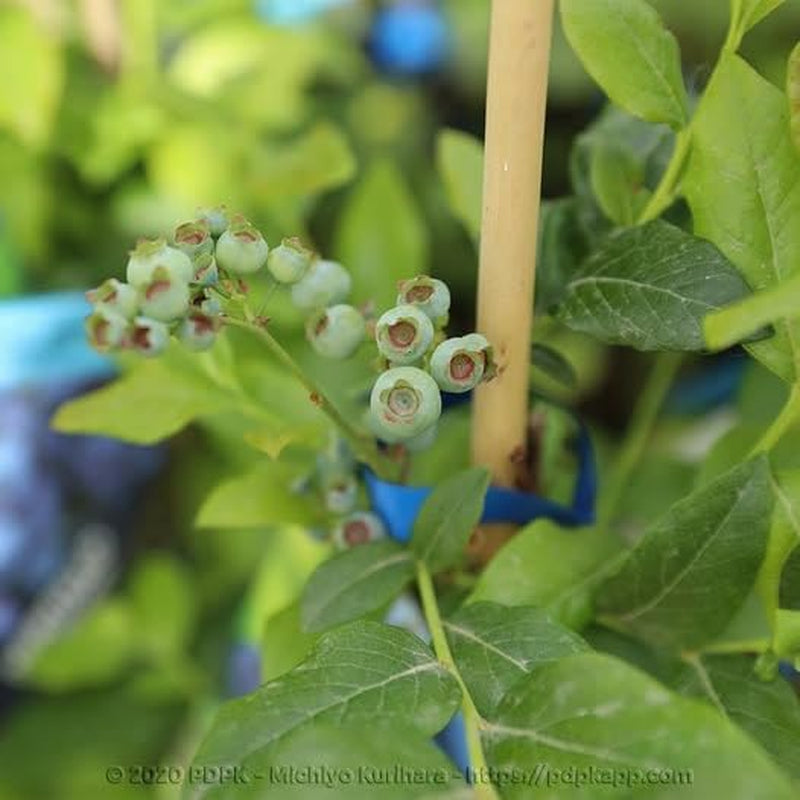Schwarze Blaubeeren Riesige Amerikanisch Vielfalt Elliot - Obstpflanze Antik Auf Blumentopf 20 - Baum Max 50-100 Cm – 2 Jahre Anbau Italien