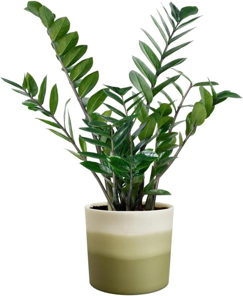 Ghiveci rotund elho Colour Gradient 16cm - pentru interior - 100% plastic reciclat - Ø 15.9 x H 14.7 - Verde/Verde bambus