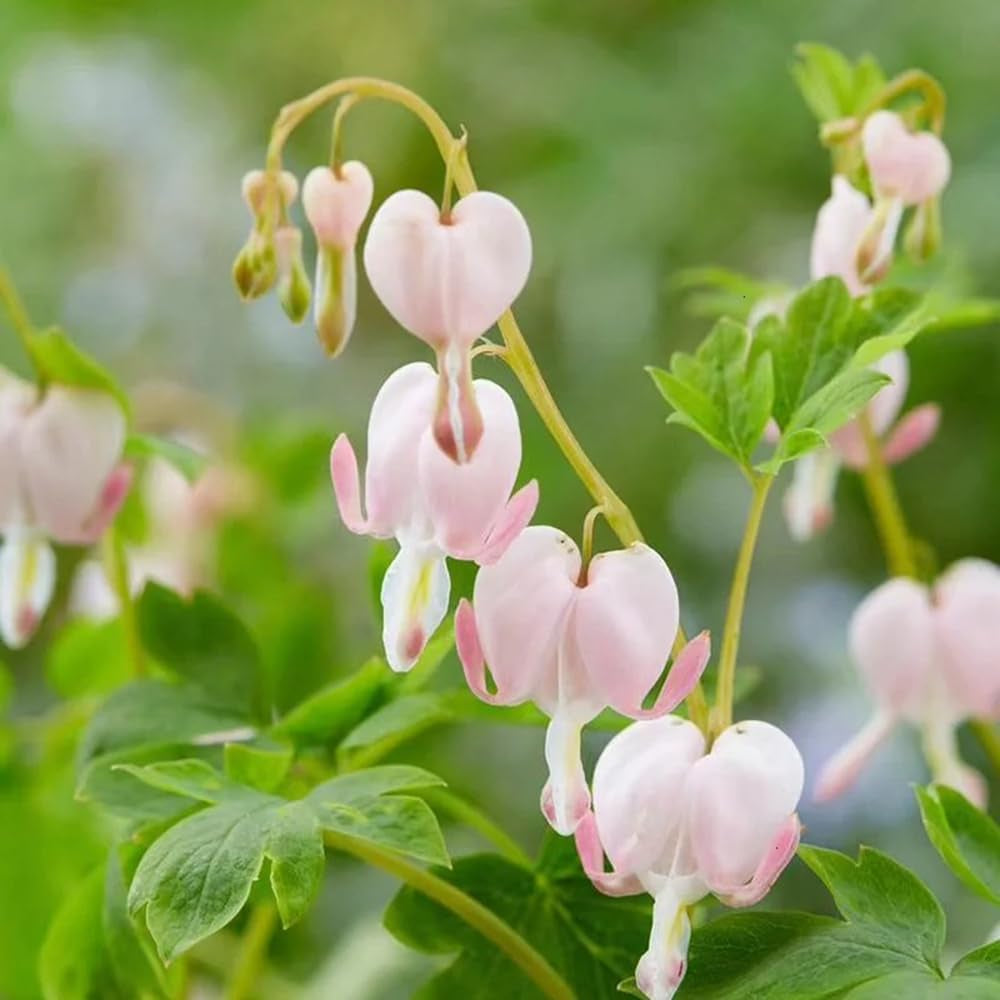 Tränendes Herz Staude Schnittblumen Dicentra Spectabilis Frühlingsblume, Wildblumensamen Gartendeko Für Draußen, Blumenteppich Zierblumen Blumendeko Topfpflanzen 100Samen