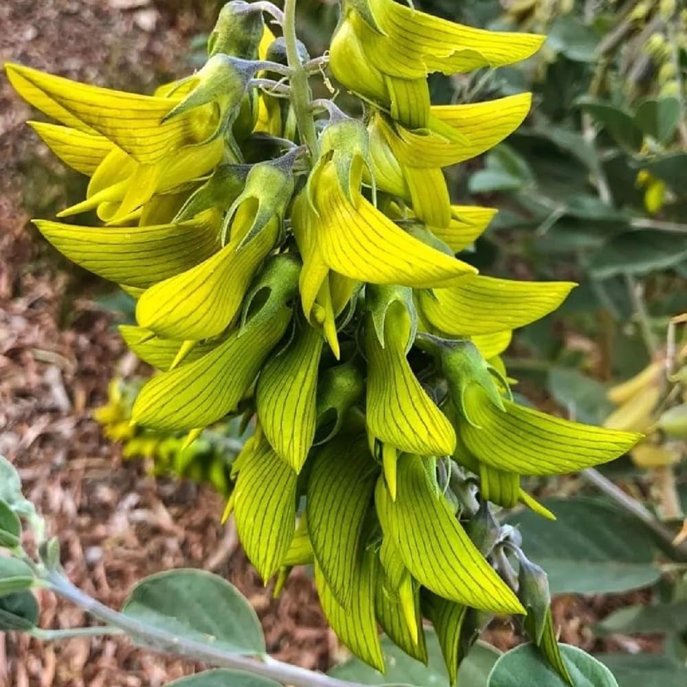 Crotalaria Cunninghamii, Schnellwachsende Sträucher Crotalaria Pallida, Kräuterpflanzen Wildkräuter Kräutergarten Winterhart Heilkräuter Steingartenpflanzen 80Samen