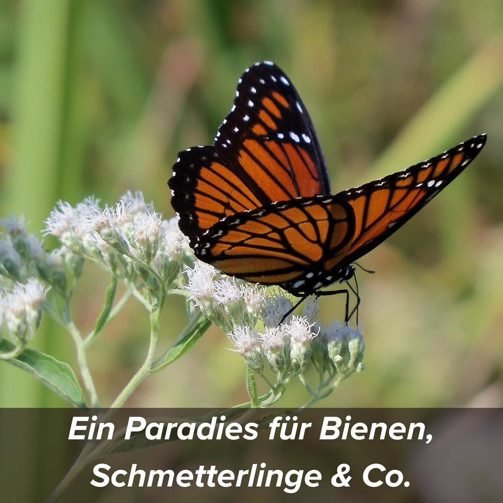 Semințe de flori într-un înveliș protector de argilă pentru albine și fluturi, 400g. Amestec de flori sălbatice perene și rezistente la iarnă, pentru 20 m². Semințe frumoase de flori sălbatice pentru o pășune colorată pentru albine. Cadou pentru copii.