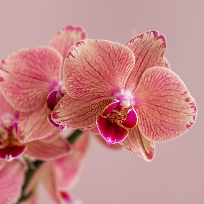 Kolibri Orchids | Orange Rosa Phalaenopsis Orchidee - Jewel Pirate Picotee - Topfgröße Ø12Cm Blühende Zimmerpflanze - Frisch Vom Züchter