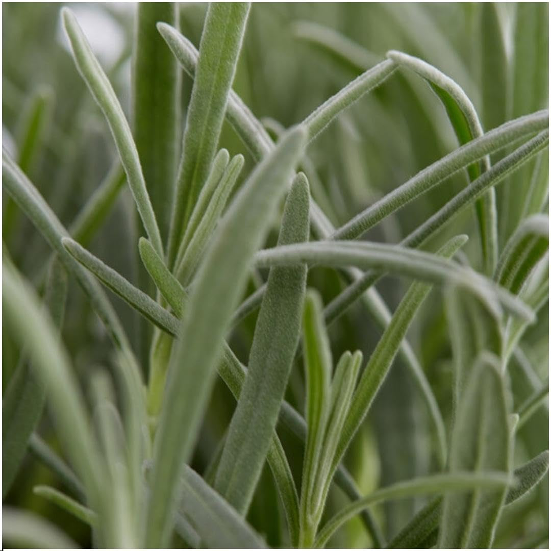 Plants by Frank | 24 Blauer Duft-Lavendel Pflanzen | Lavendel Angustifolia | Echter Lavendel Pflanze Winterhart Mehrjährig | Lavendelstrauch | Gartenpflanzen | 24 X Ø7 Cm - 15 Cm