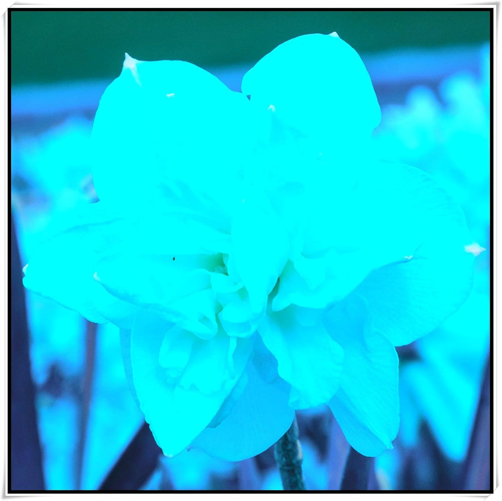 Blumenzwiebel Mix, Winterhart zwiebeln, Winterhart pflanzen, Mehrjährige Blumenzwiebel ist winterhart, Mysteriöse magische Glühbirne-4 Pflanzen Funken Hosta Rhizom