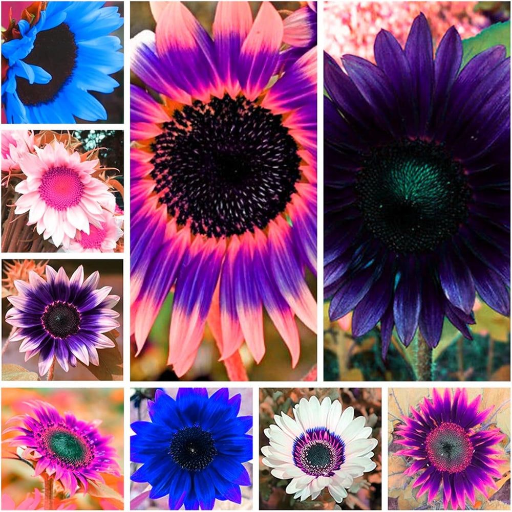 Amestec de bulbi de flori, Bec magic misterios, Plantare rezistentă, Bulb de flori perene rezistent la iarnă, Bulbi rezistenți - 3 bulbi de orhidee