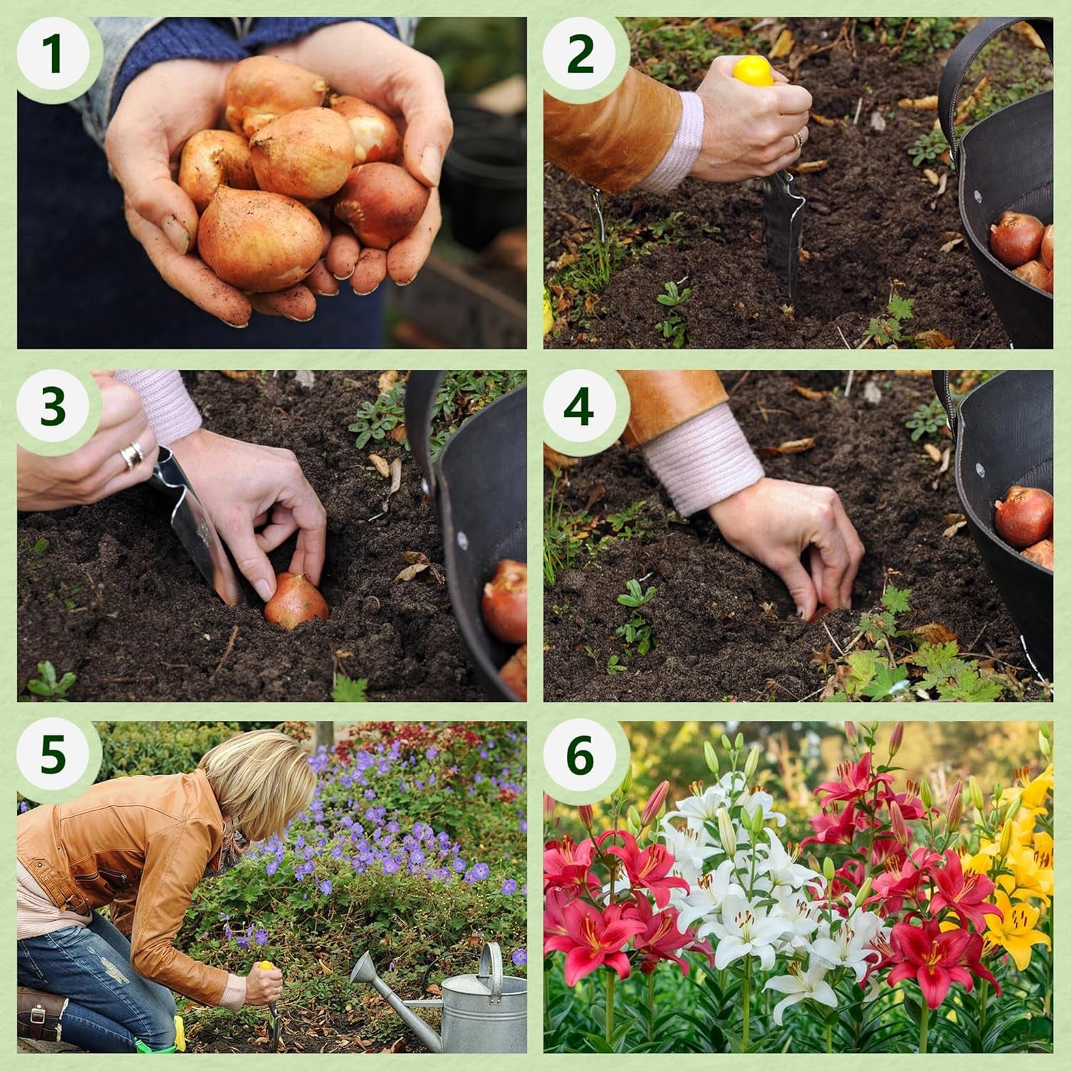 Bulbi de crini pereni rezistenți - Mix de lotus oriental - 10 bulbi - Bulbi de flori exclusivi din Olanda - Pentru grădină și ghiveci (Bulbi mari, fără semințe, nu artificiali)