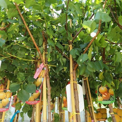 Aprikosenbaum Monteporzio Obstbaum Im Topf 20 Cm Höhe Ca. 170 Cm – Alter 2 Jahre - Italienische Gärtnerei