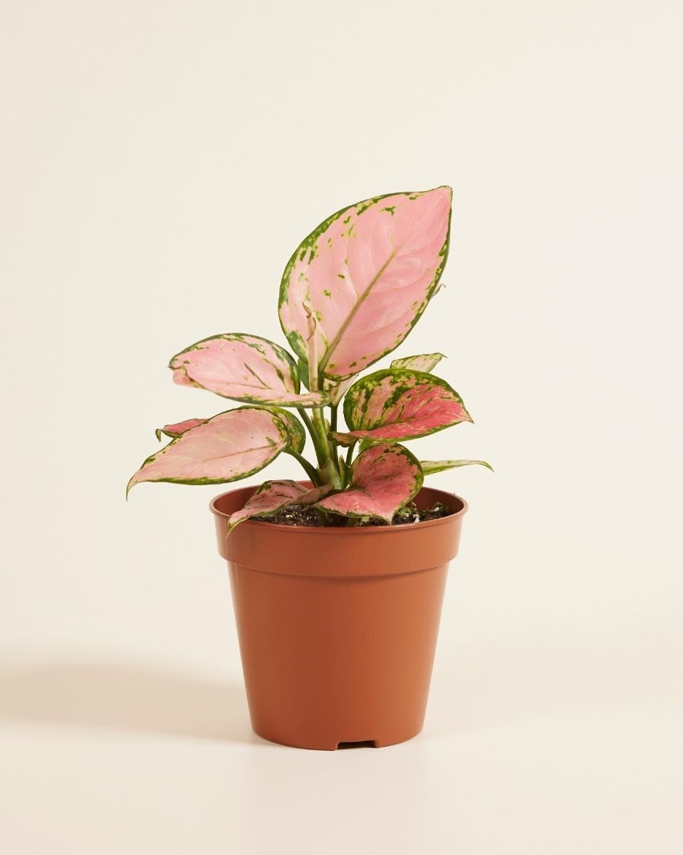 Aglaonema Pink Princess - Zimmerpflanze - Zimmerpflanzen, Pflanzen Echt, Nachhaltige Verpackung - 12Cm Topf - Höhe 30Cm - Direkt Von Der Gärtnerei