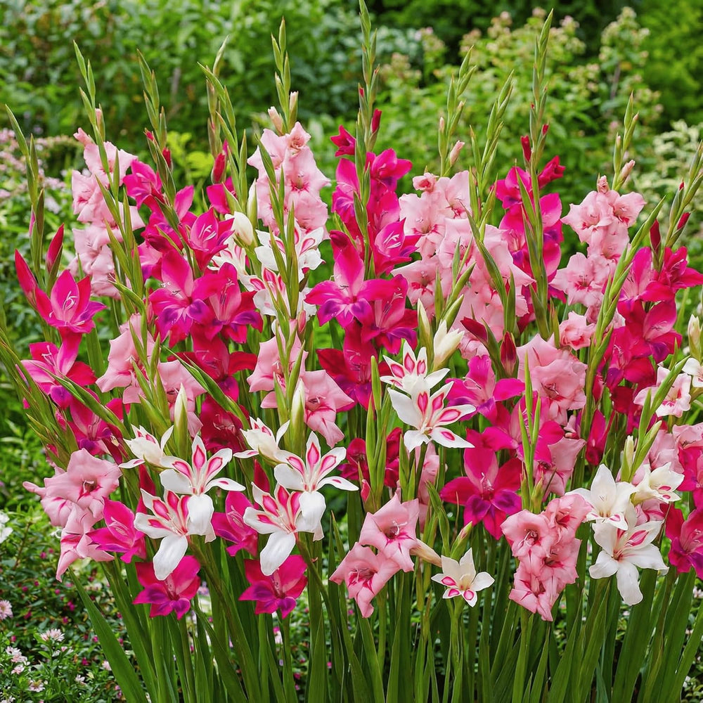 Gladiolen Zwiebeln Botanisch Nanus Kollektion (50 Blumenzwiebeln) | Exklusivmischung Pflanzen Aus Holland | 7 Sorten/Farben | Dekoration Für Garten, Balkon (Keine Samen, Nicht Winterhart)