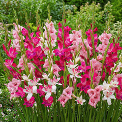 Gladiolen Zwiebeln Botanisch Nanus Kollektion (50 Blumenzwiebeln) | Exklusivmischung Pflanzen Aus Holland | 7 Sorten/Farben | Dekoration Für Garten, Balkon (Keine Samen, Nicht Winterhart)