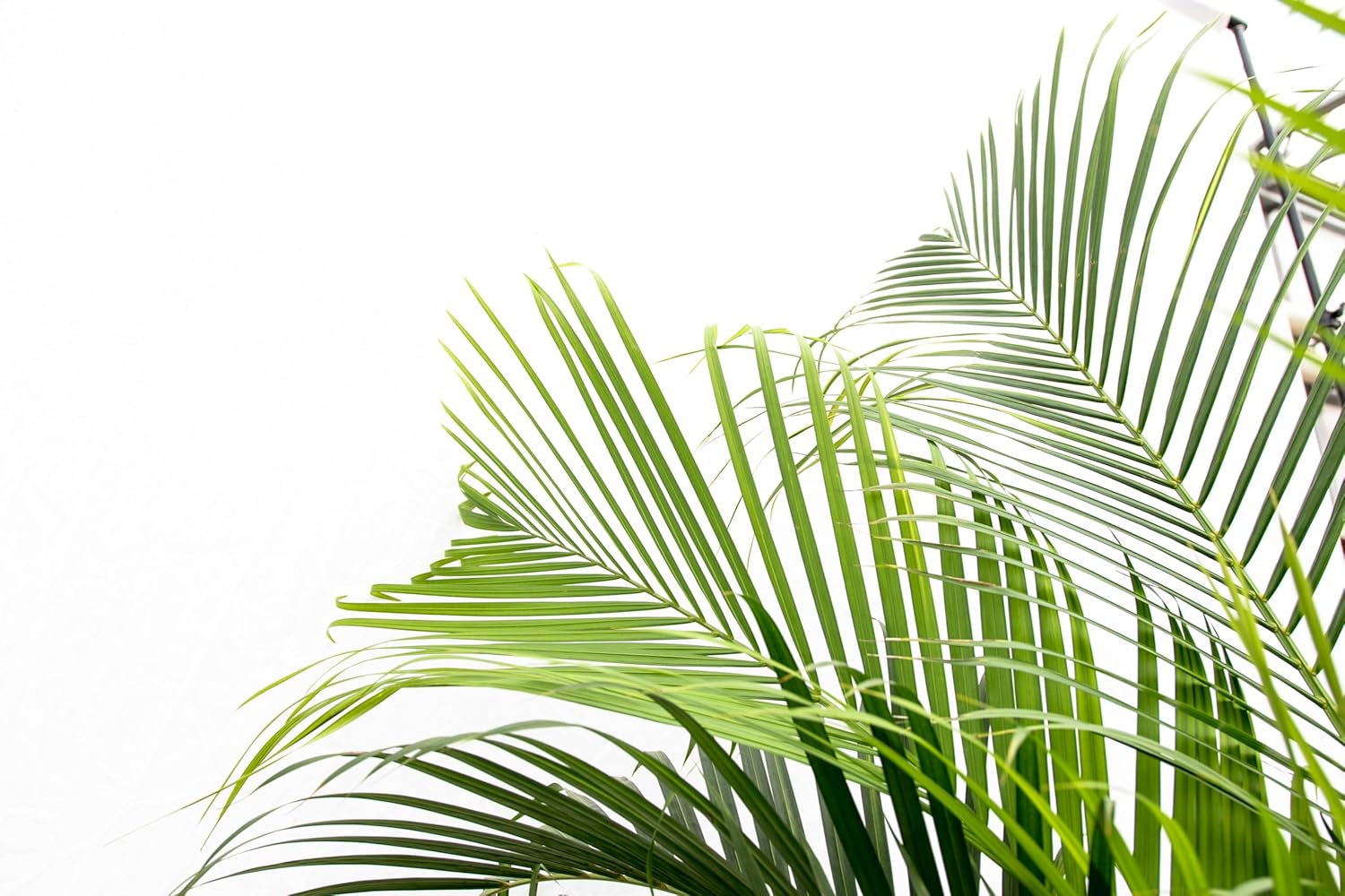 Trendyplants - Areca Palme - Goldpalme - Zimmerpflanze - Höhe 150-170 Cm - Topfgröße Ø24Cm