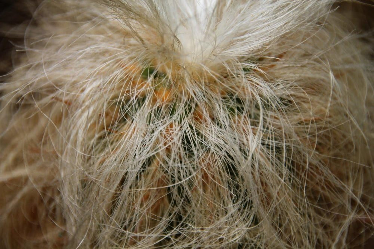 SAFLAX - Kakteen - Alter Mann Der Anden - 40 Samen - Oreocereus Celsianus