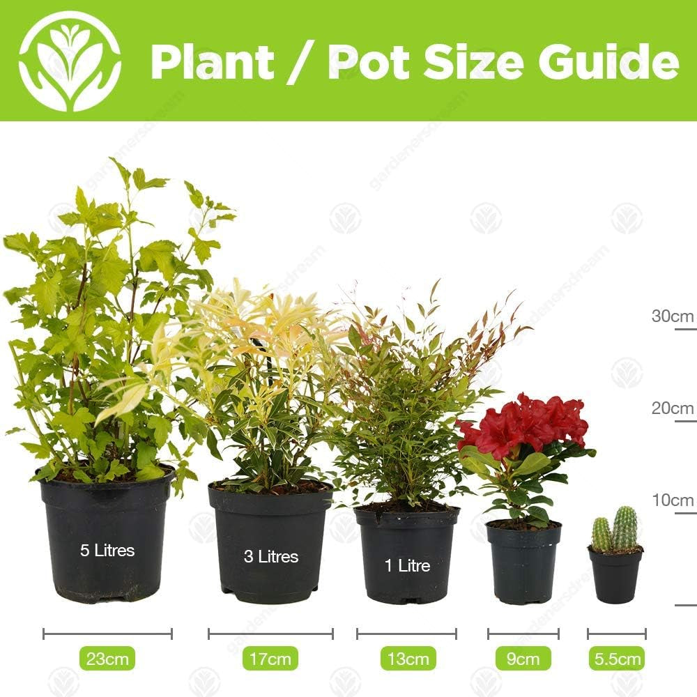 Set de 3 plante Camellia Gardeners Dream (roșu, alb și roz) - Arbuști cu flori veșnic verzi, rezistenți - Plante rezistente pentru grădină - Plante rezistente pentru balcon - Plante rezistente pentru ghiveci