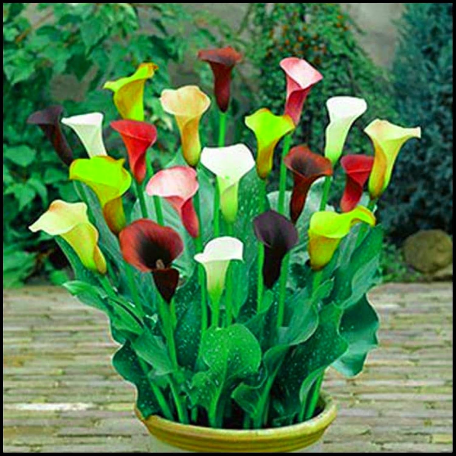 Blumenzwiebel Mix, Winterhart zwiebeln, Winterhart pflanzen, Mehrjährige Blumenzwiebel ist winterhart, Mysteriöse magische Glühbirne-4 Pflanzen Funken Hosta Rhizom