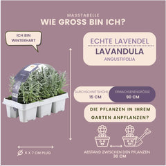 Plants by Frank | 24 Blauer Duft-Lavendel Pflanzen | Lavendel Angustifolia | Echter Lavendel Pflanze Winterhart Mehrjährig | Lavendelstrauch | Gartenpflanzen | 24 X Ø7 Cm - 15 Cm