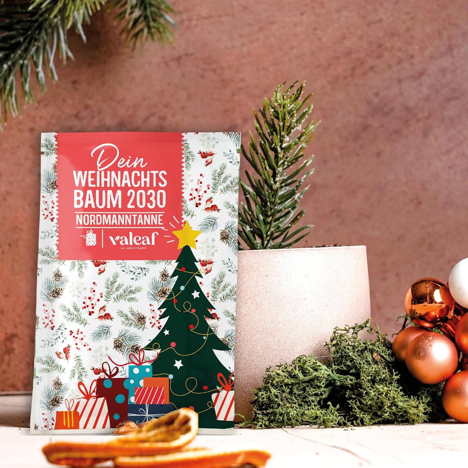 Brad de Crăciun 2030 - Semințe de brad Nordmann pentru plantarea unui brad de Crăciun, ideal ca și cadou de Crăciun Secret Santa