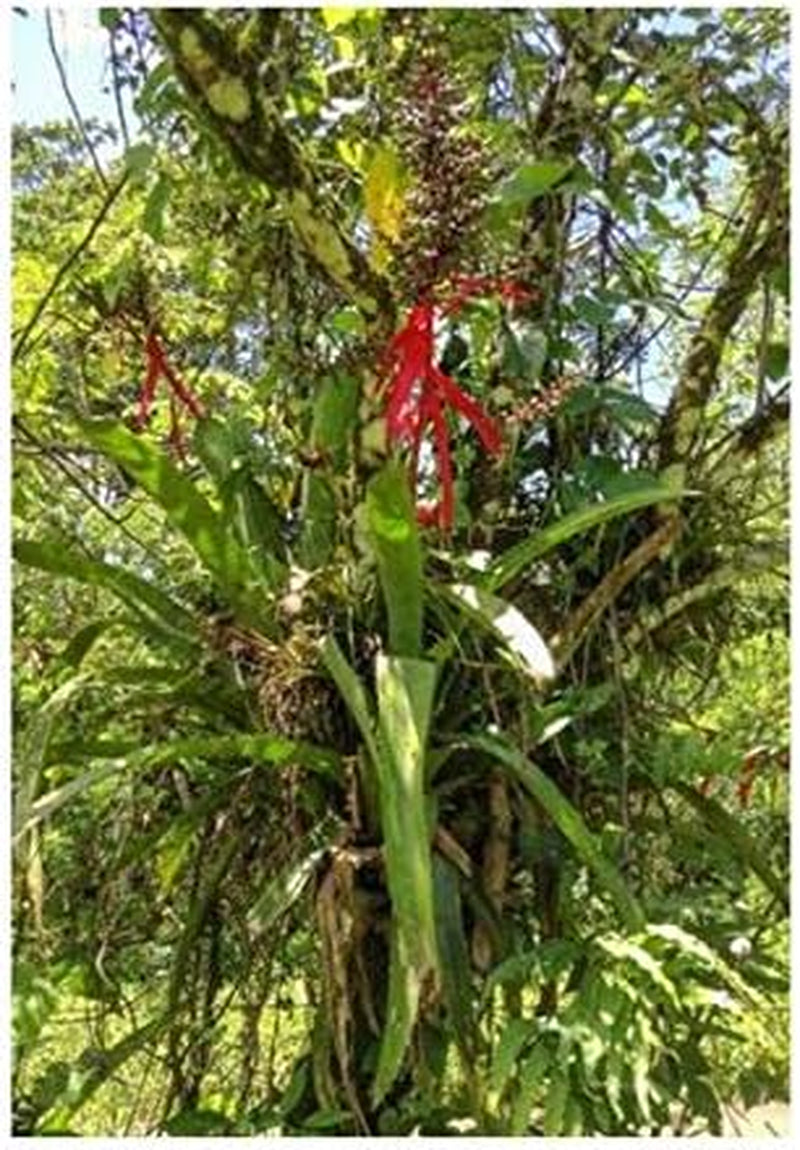 Stk - 10X Aechmea Bracteata Bromelie Zimmer Garten Pflanzen - Samen ID193 -