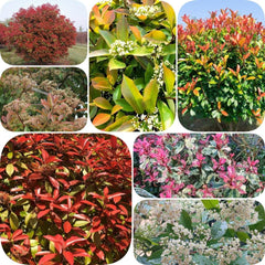 Glanzmispel Red Robin - Outdoor Balkonpflanzen Blühende Sträucher Winterhart Schnell Wachsende Sträucher Bio Bodendecker Hecken Exotische Geschenke Für Gärtner Gartendeko Für 600Samen