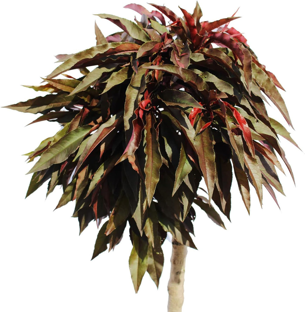 KENTIS – Zwerg Pfirsichbaum – Pfirsich Crimson Bonfire – Echte Outdoor Pflanzen – Garten Obstbaum – Obstpflanzen – Topf Ø 24 Cm