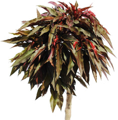 KENTIS – Zwerg Pfirsichbaum – Pfirsich Crimson Bonfire – Echte Outdoor Pflanzen – Garten Obstbaum – Obstpflanzen – Topf Ø 24 Cm