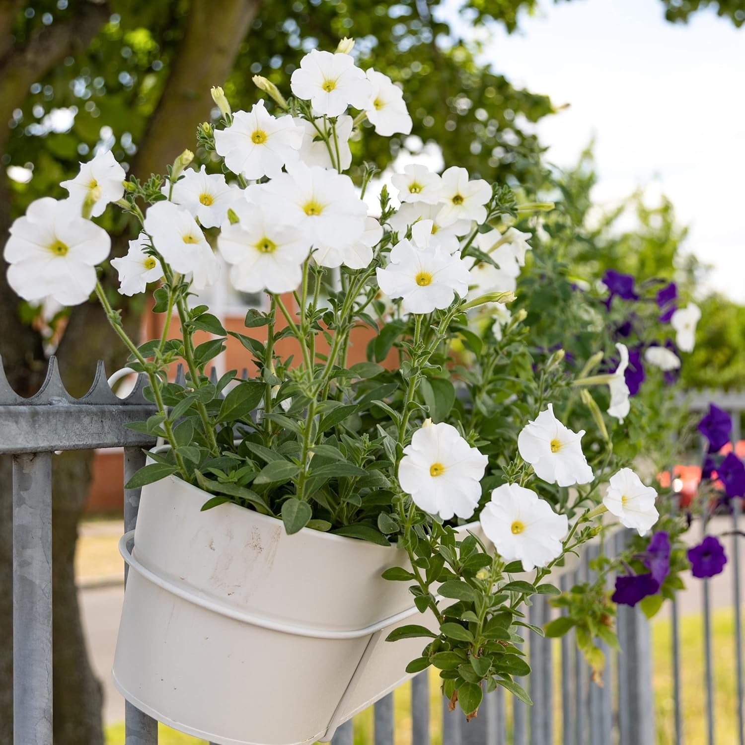 Semințe de Petunie: Semințe de petunie premium pentru aproximativ 400 de plante de petunie – Semințe frumoase de petunie pentru plante de balcon și grădină – Semințe de flori – Semințe de petunie cu flori rampante – Flori pentru balcoane OwnGrown