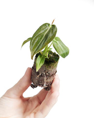 Baby Philodendron Philodendron Melanochrysum - Zimmerpflanze - Echte Pflanzen Für Drinnen - 2Cm Stecklinge - Höhe 10Cm