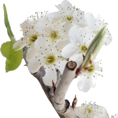 KENTIS - Birnenbonsai - Pyrus Domestica - Echter Dekorativer Freilandbonsai - Echte Obstpflanzen - H 43-50 Cm Topf Ø 21 Cm